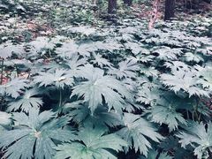 -白草畔自然风景区