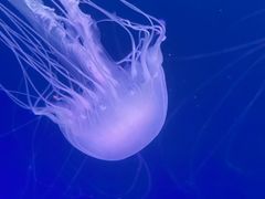 -海合安青岛极地海洋公园