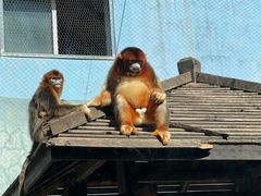 -大连森林动物园