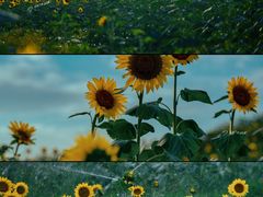 -光明小镇欢乐田园