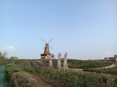 -大塘金香草谷