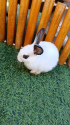 -萌宠亲子动物乐园(槐房万达店)