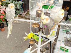 -哈尔滨道外花鸟鱼市场