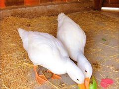 -前小桔亲子创意农场·草莓采摘·露营烧烤