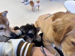 -怪兽屋·羊驼·猫咖·狗咖(俊华广场店)