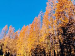 -山王坪喀斯特国家生态公园