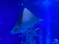 -烟台海昌鲸鲨海洋公园