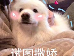 -牛New寿喜烧(新六百店)