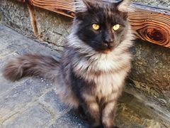 -喵屿·大理花园猫咖