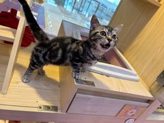 -爪爪喵星球·猫舍(前海卓越店)