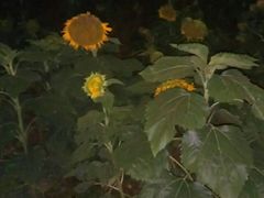 -山山家·新鲜烘焙(孝顺店)