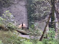 -都江堰中华大熊猫苑
