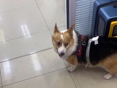 -瑞派福兴宠物医院犬猫全科·骨科·中西医结合(河东店)