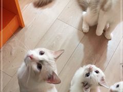 -Bastet sally猫舍购宠(静安店)