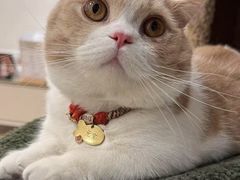 -Bastet sally猫舍购宠(静安店)