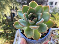 -于记沙布袋馄饨