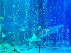 -烟台海昌鲸鲨海洋公园