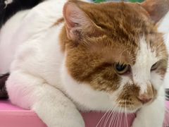 -FAELING PETS美天灵宠物(合生汇店)