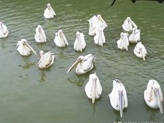 -南沙水鸟世界生态园