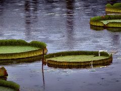 -荷塘月色湿地公园·向阳花洲