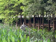 -西溪国家湿地公园