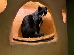 -猫猫幼稚园·撸猫·桌游·电玩