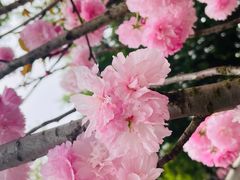 -观澜湖生态运动公社