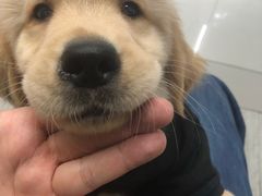 -爱侣宠医·鹦鹉专科·小型哺乳类·异宠专科(灵石路店)