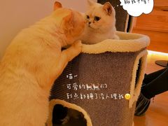 -猫腻·猫咖·撸猫馆(星光大道店)
