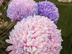 -上海鲜花港