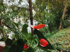-花锦堂·隐庐