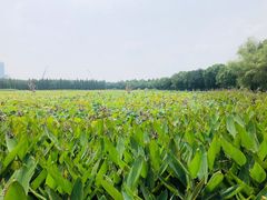 -艾溪湖湿地公园