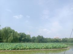 -莲花池公园
