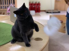 -猫和宫(六道口店)