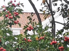 -静之湖湖畔餐厅