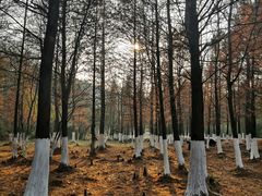 -南京市无想山景区