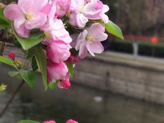 -海棠花溪(元大都城垣遗址公园)