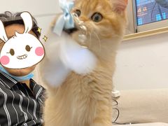 -东方名猫馆·英短金渐层布偶猫舍(环线广场1号楼店)