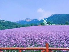 -洪湖湿地生态园