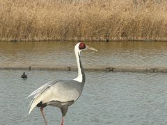 -盐城丹顶鹤湿地生态旅游区