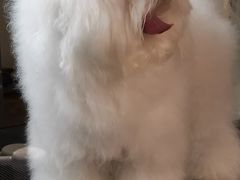 -PETKIT小佩宠物(昭化店)