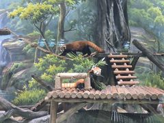 -海合安成都极地海洋公园