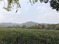 -龙井村