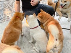-柴犬高等学院·狗咖·柴犬售卖·宠物训练