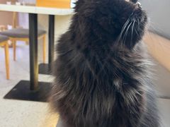 -喵园·猫主题咖啡厅·撸猫·猫咖(国贸店)