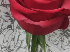 -FEI FEI FLOWER鲜花店·气球派对·宝宝宴布置(虹口德必运动Loft店)