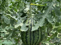 -庞各庄西瓜蔬菜采摘园·锦华瓜园