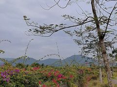 -亚龙湾国际玫瑰谷