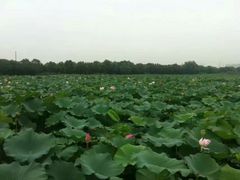 -荷塘月色湿地公园·向阳花洲