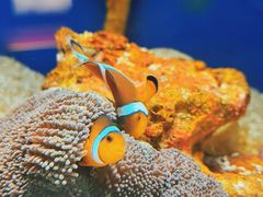 -上海海洋水族馆